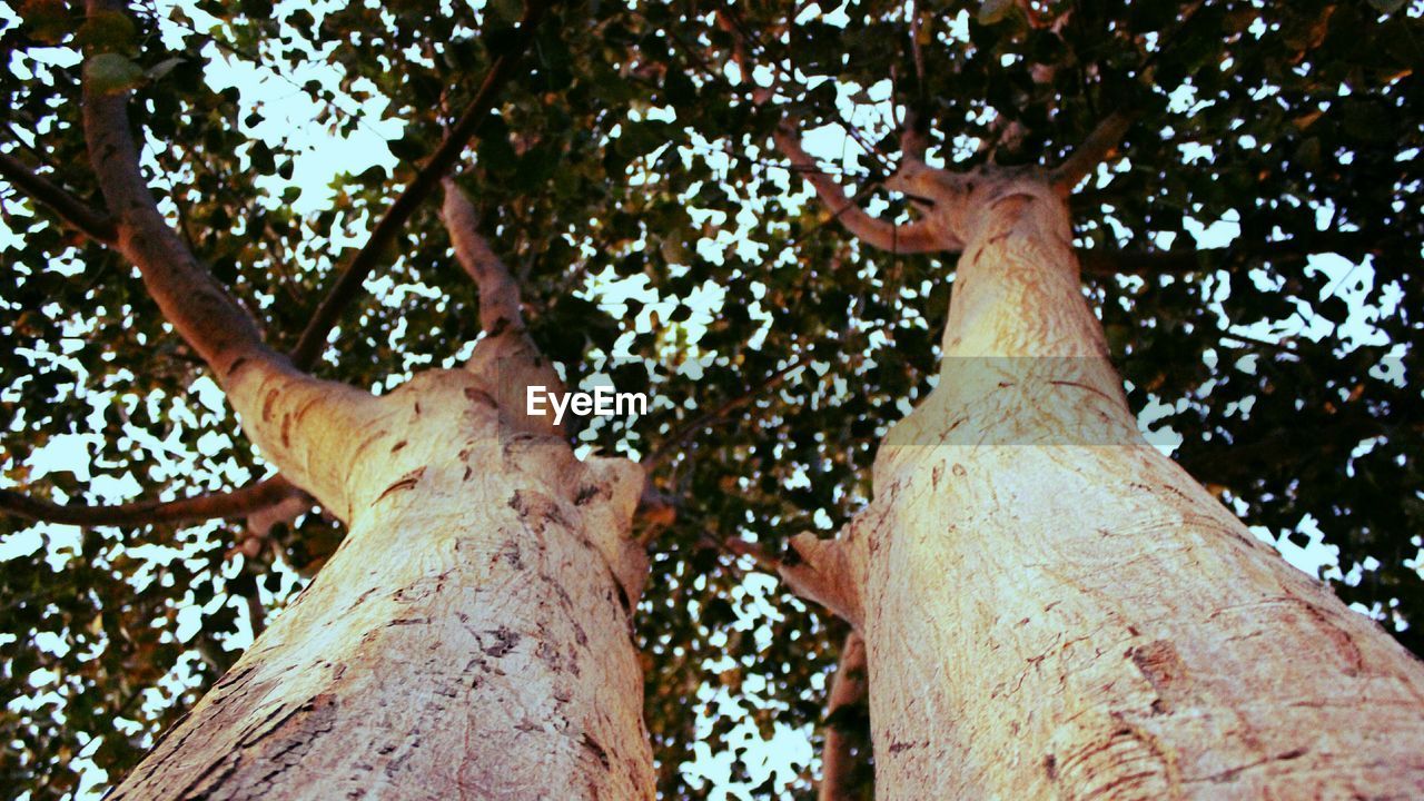 LOW ANGLE VIEW OF HAND FEEDING ON TREE TRUNK