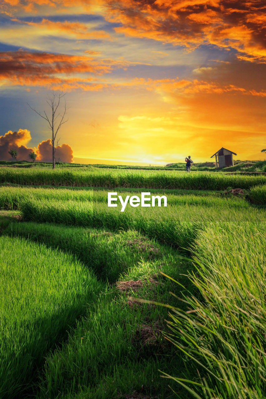 Scenic view of field against sky during sunset