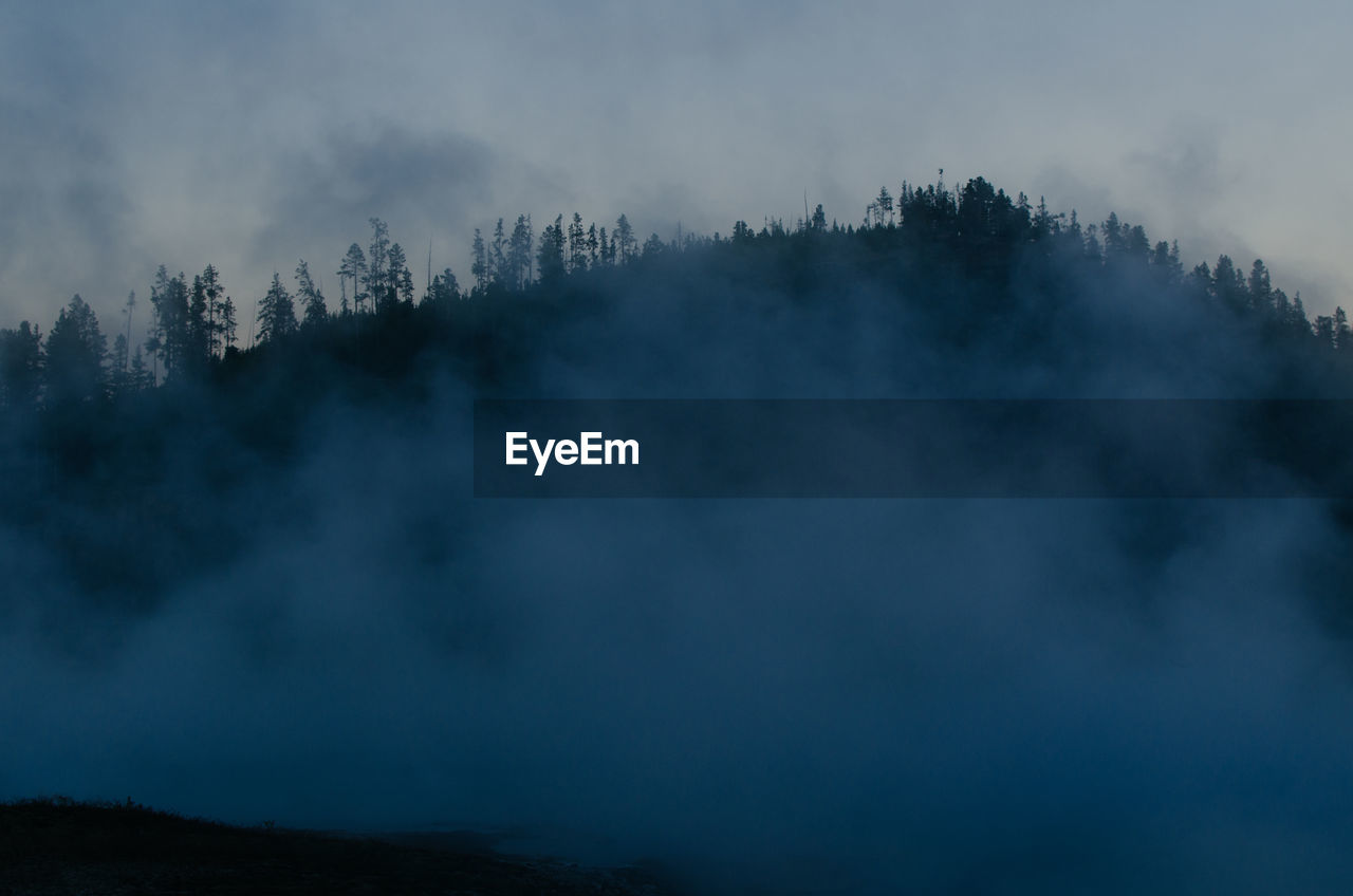 Scenic view of trees in forest against sky