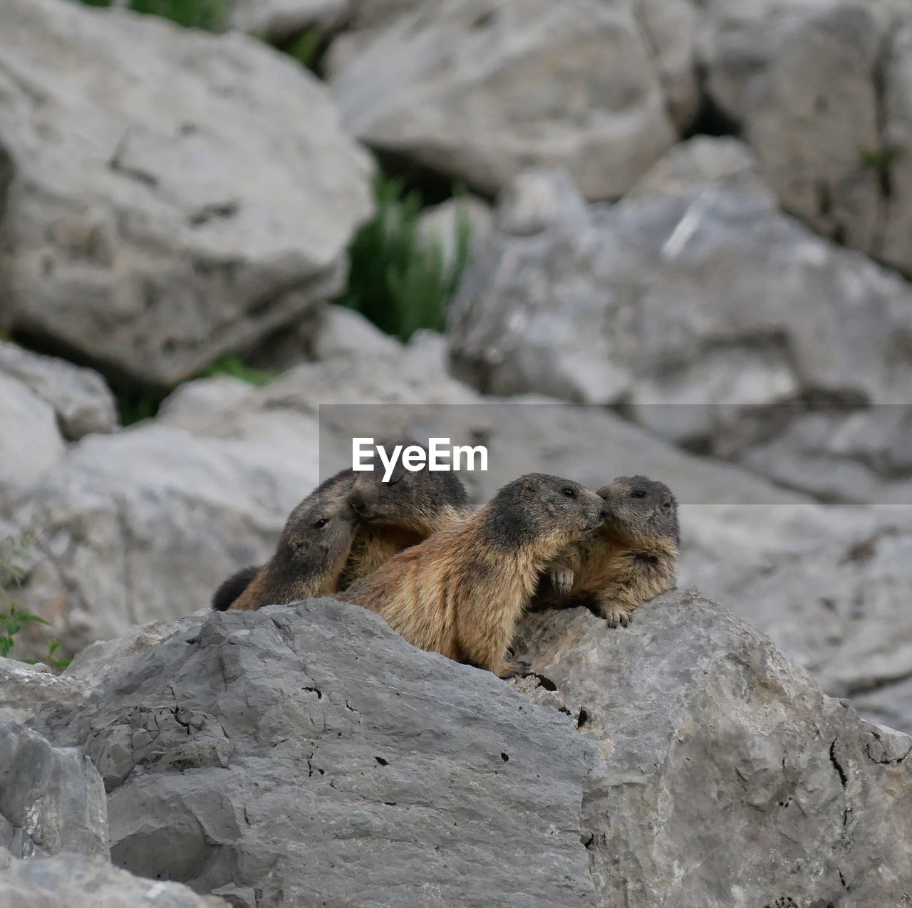 Marmots on rock