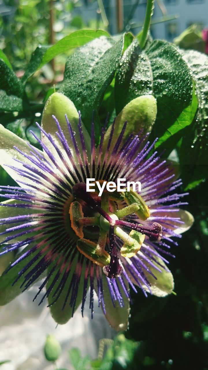 Close-up high angle view of flower