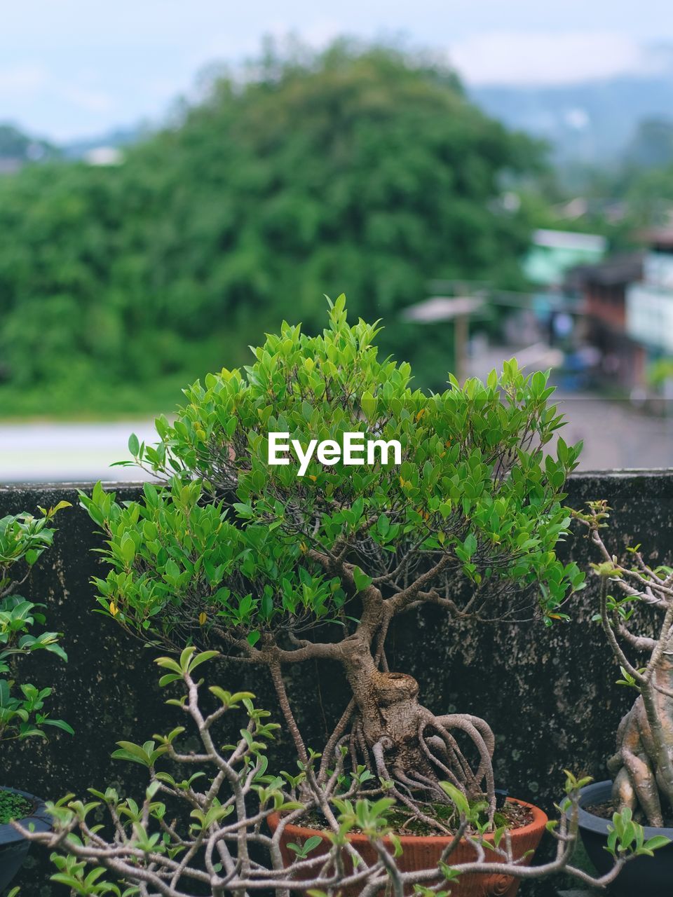 CLOSE-UP OF POTTED PLANT ON TREE