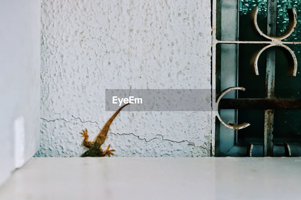 CLOSE-UP OF LIZARD ON WINDOW