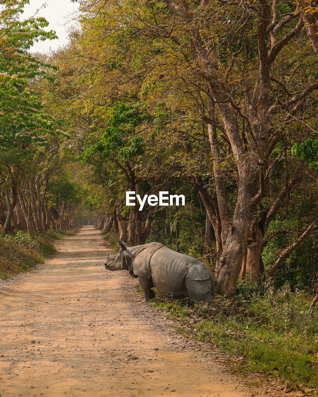 View of rhinoceros in forest