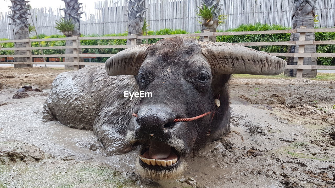Close-up of animal buffalo surprising face