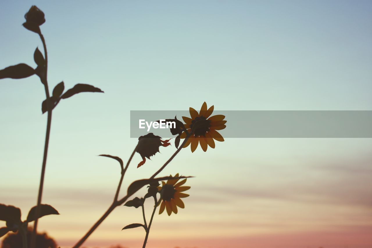 CLOSE-UP OF FLOWERING PLANT AGAINST SKY