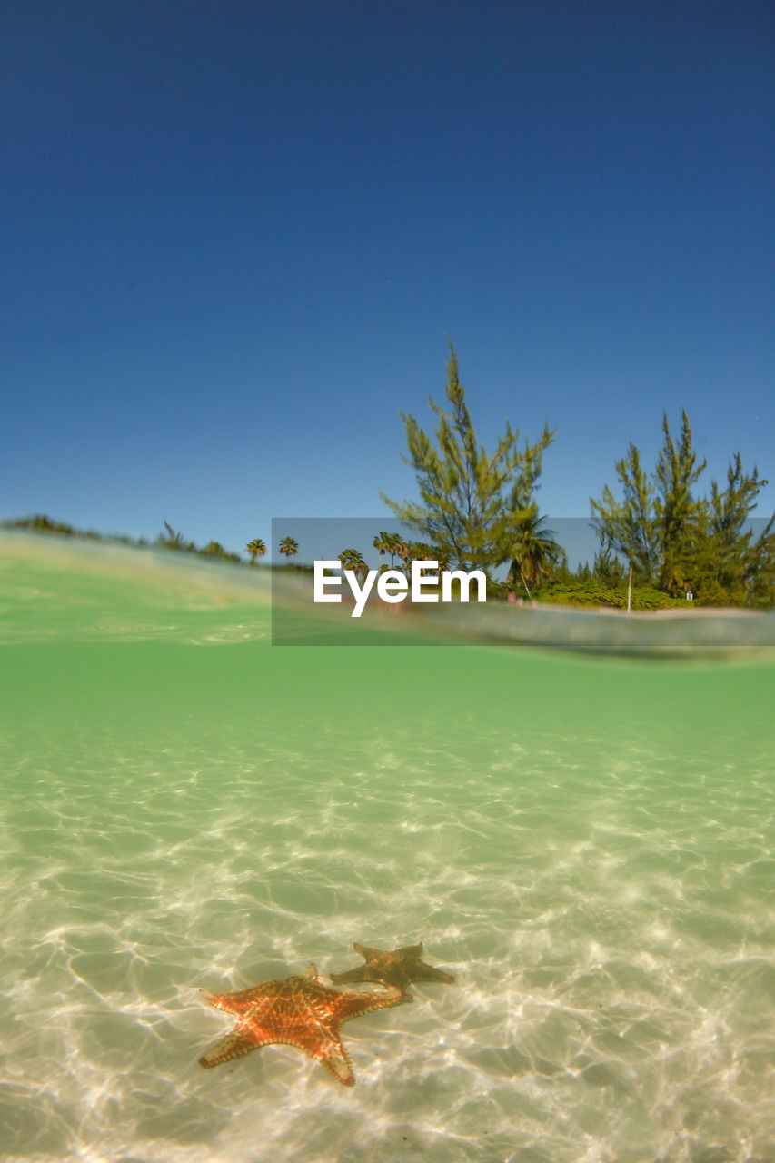 High angle view of starfish swimming in sea against sky