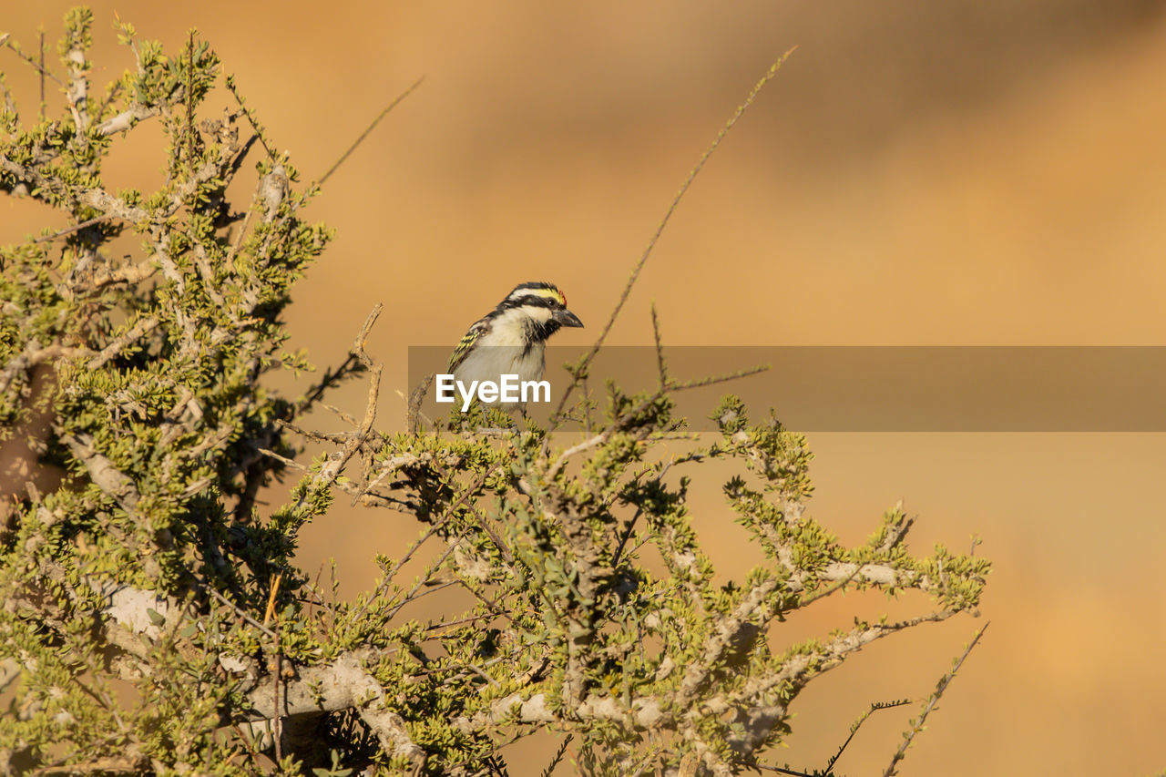 LOW ANGLE VIEW OF BIRD PERCHING ON A PLANT