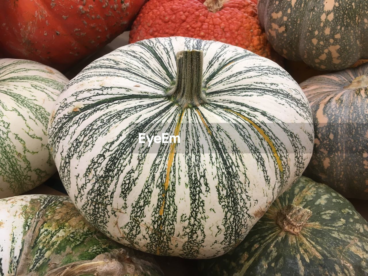 Pumpkins in assorted colors, striped and solid colors