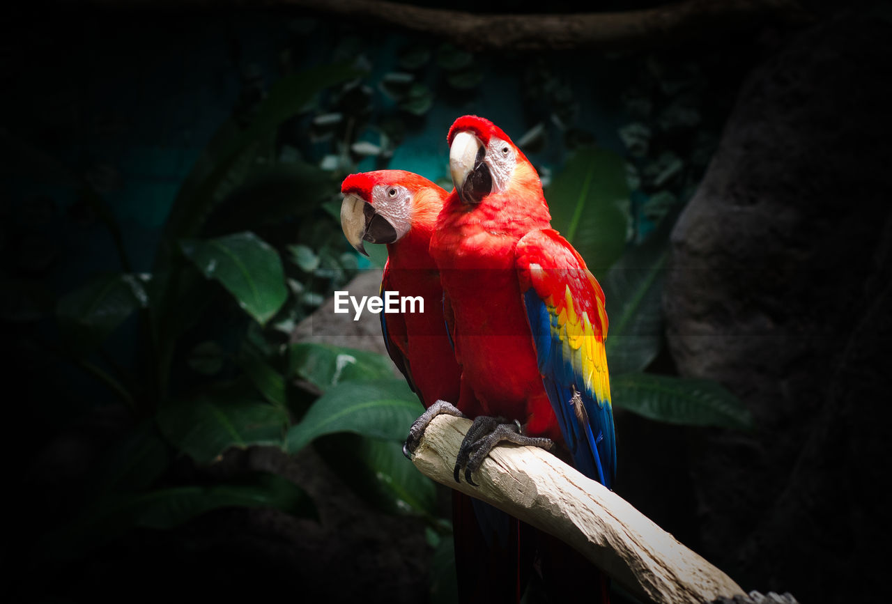 Close-up of parrots perching on branch