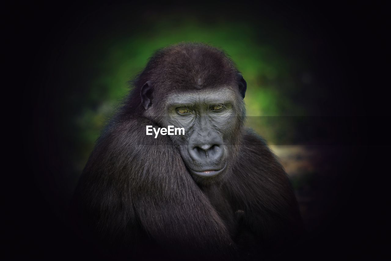 CLOSE-UP PORTRAIT OF MONKEY LOOKING AWAY