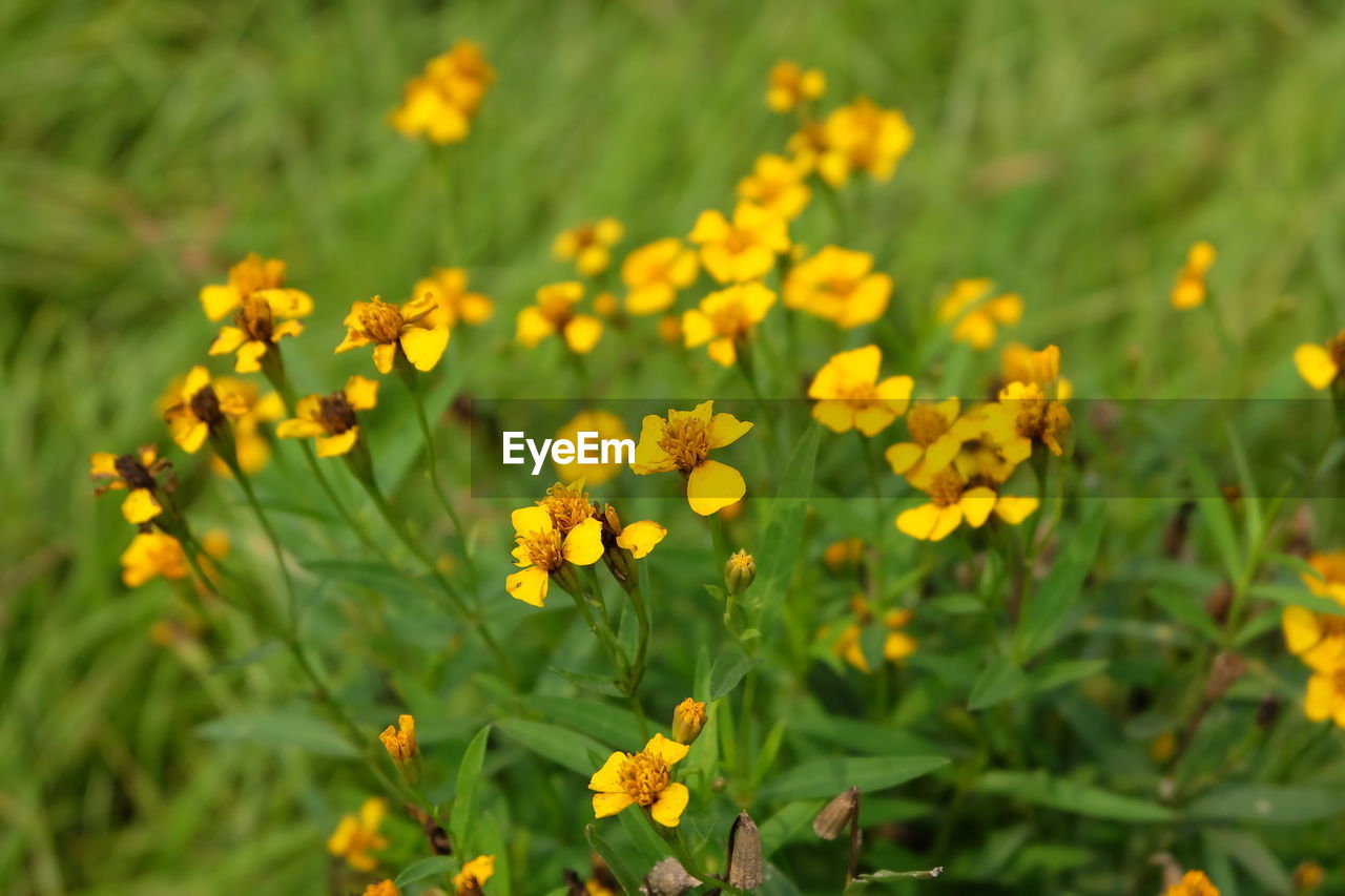 Close-up of yellow flowering plants on field