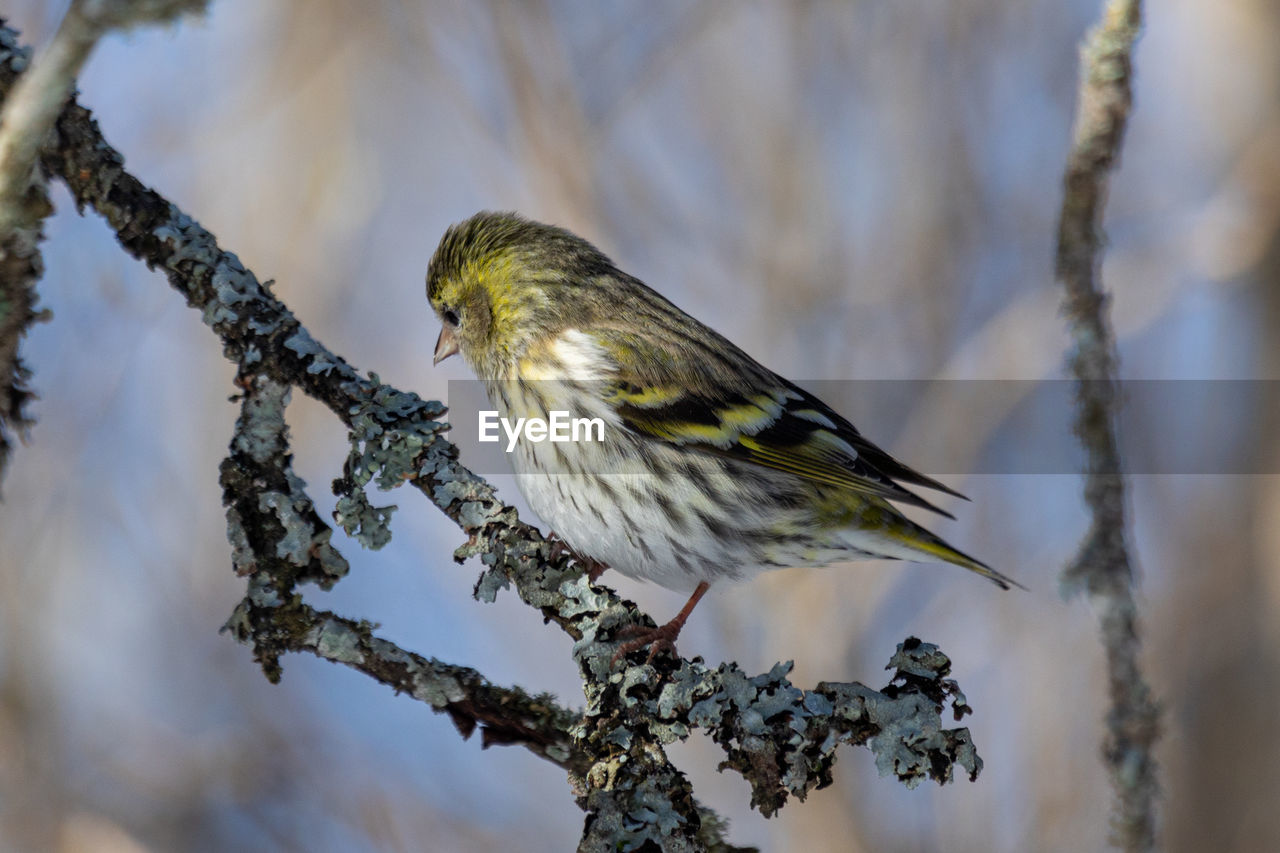 Close-up of bird perching on twig