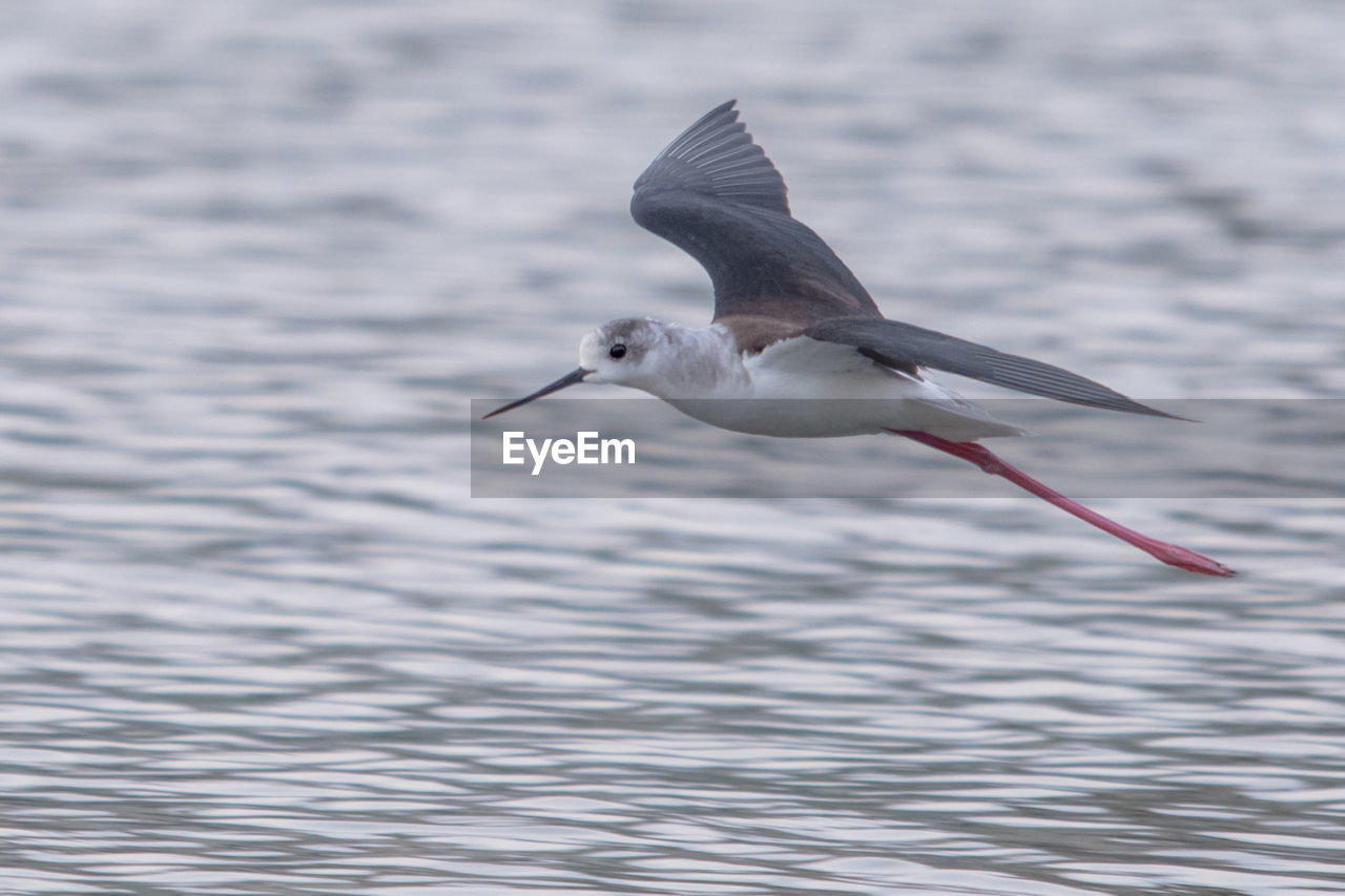 Close-up of bird flying over lake