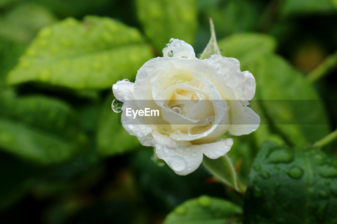 Close-up of wet white rose