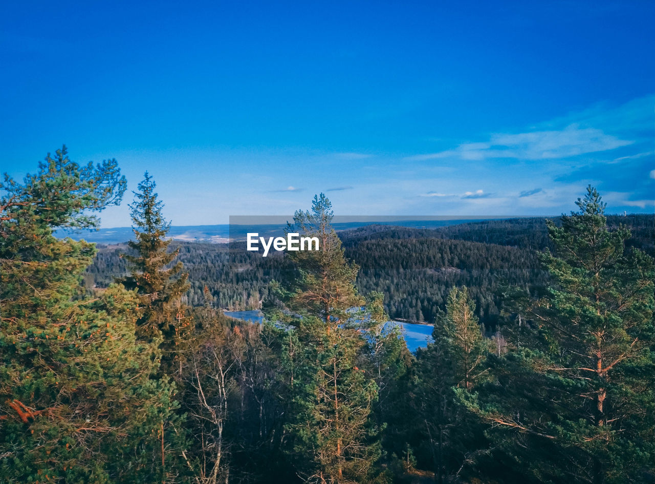 Scenic view of forest against blue sky