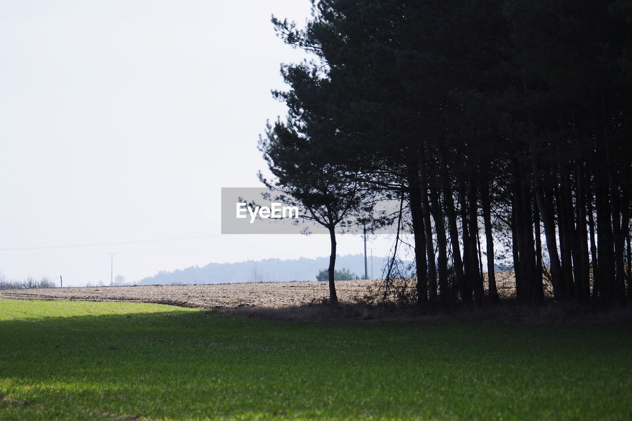 TREES ON FIELD