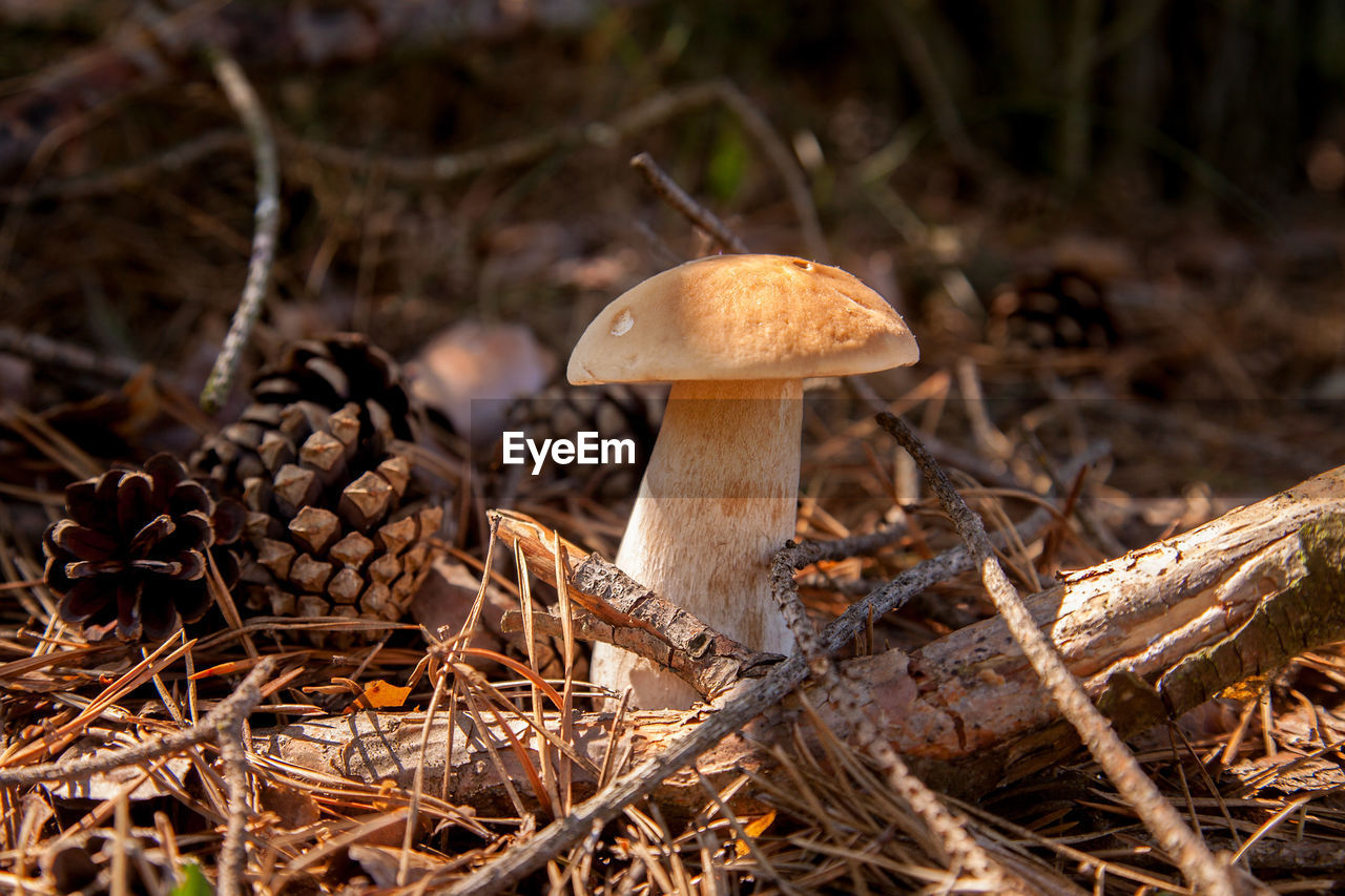 close-up of mushroom growing in forest