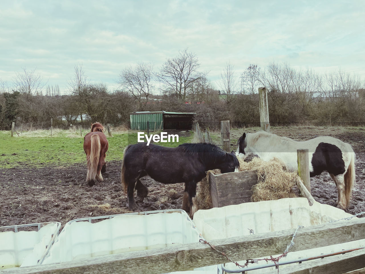 HORSES IN A FARM