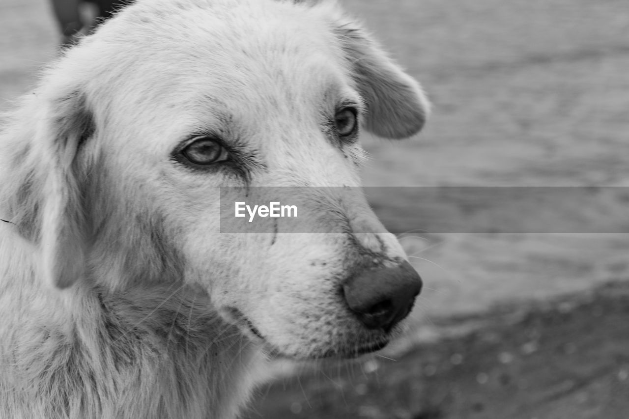 Close-up portrait of dog