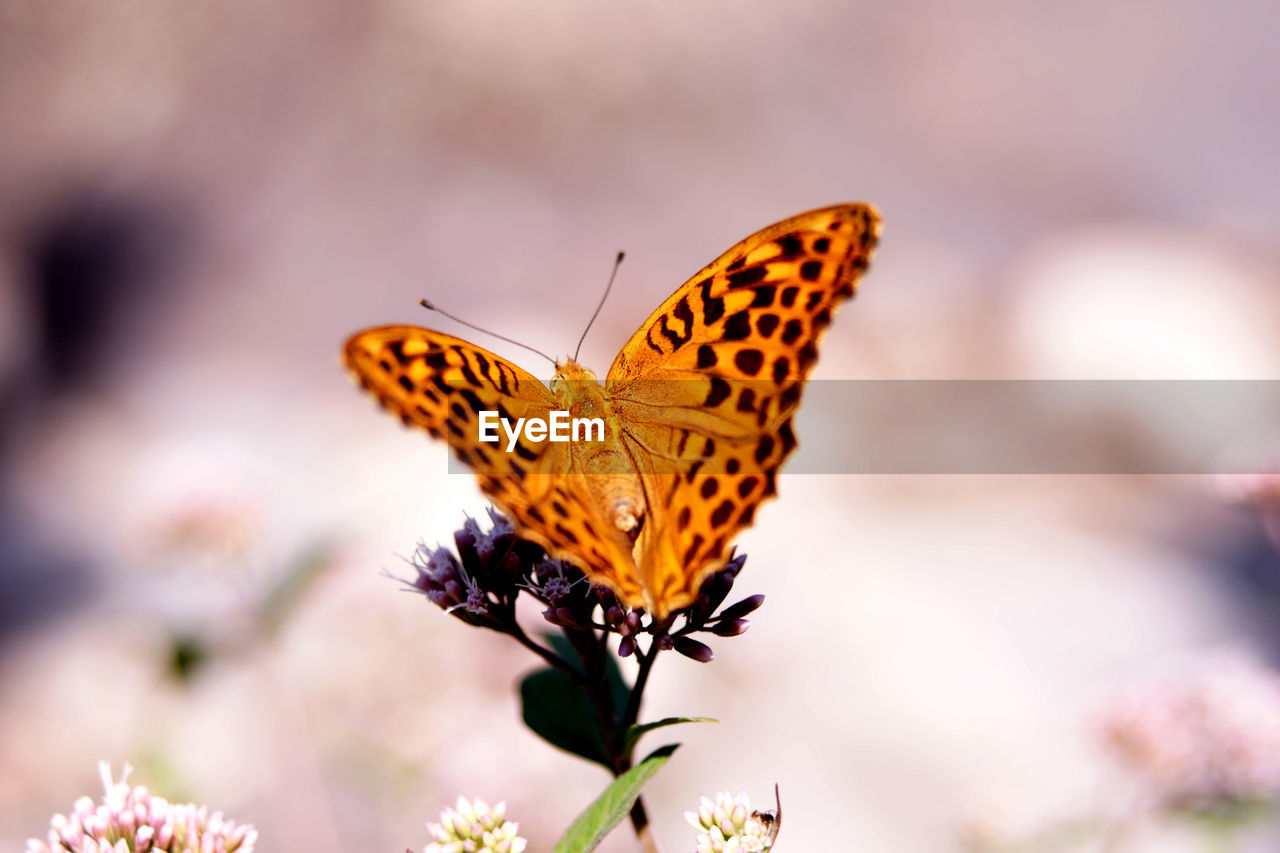 Close-up of butterfly pollinating on flower