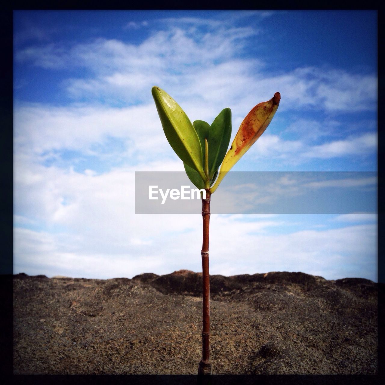 Close-up of plant growing on rock against sky