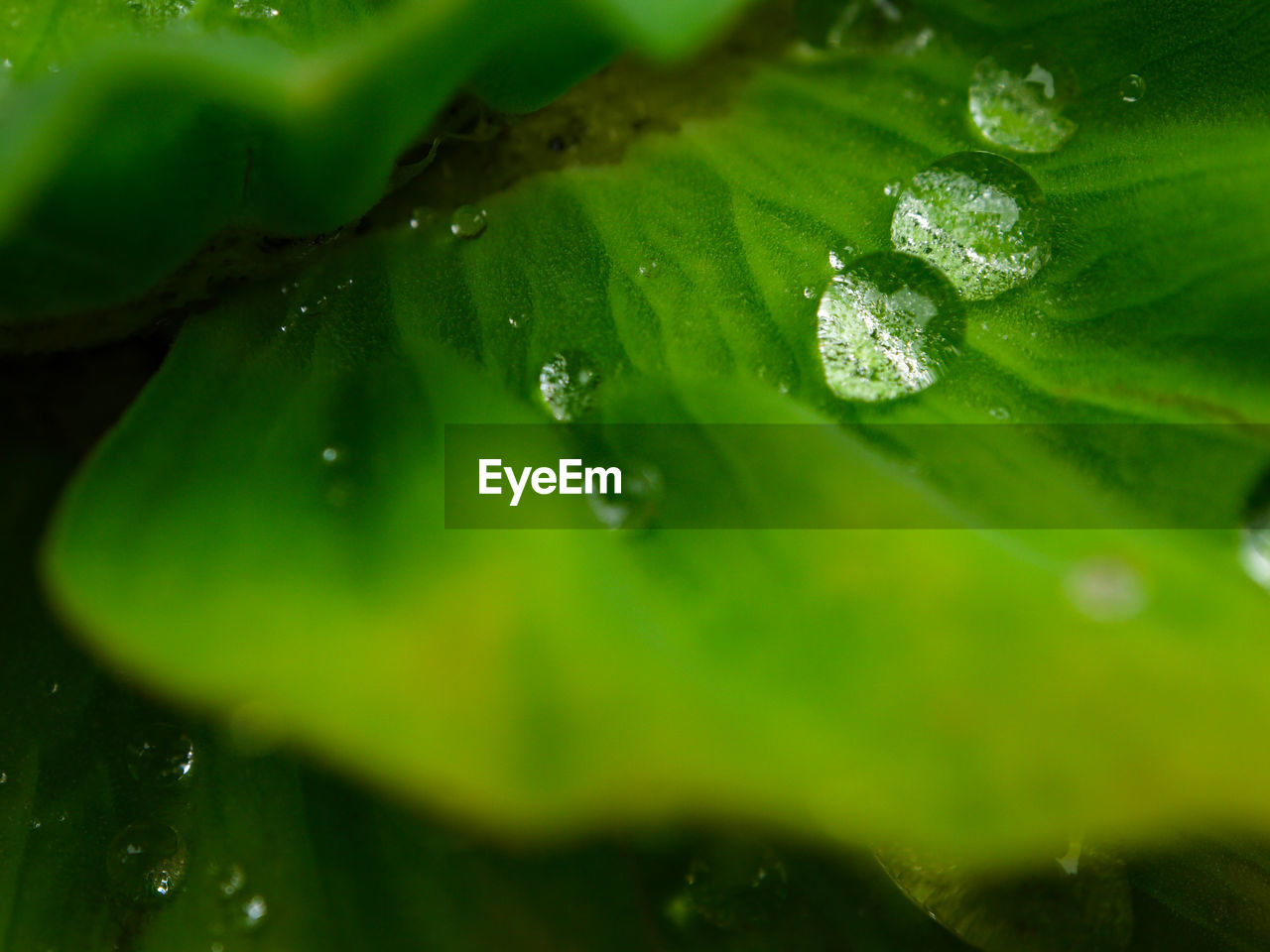 WATER DROPS ON LEAVES