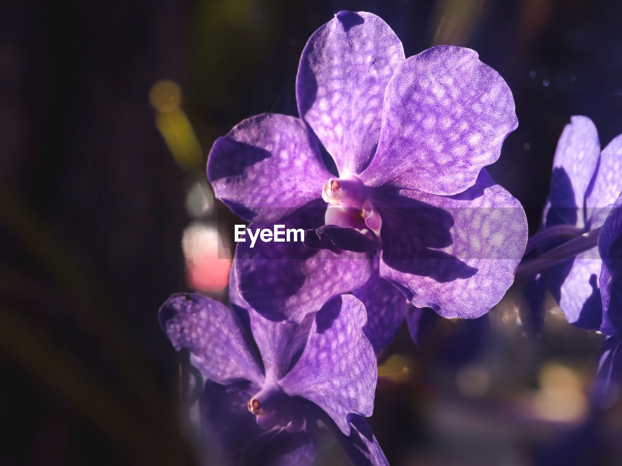 CLOSE-UP OF PURPLE FLOWER OUTDOORS