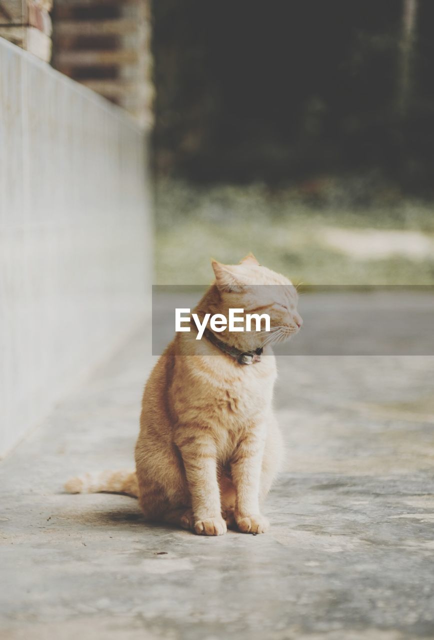 CAT SITTING ON A WOOD