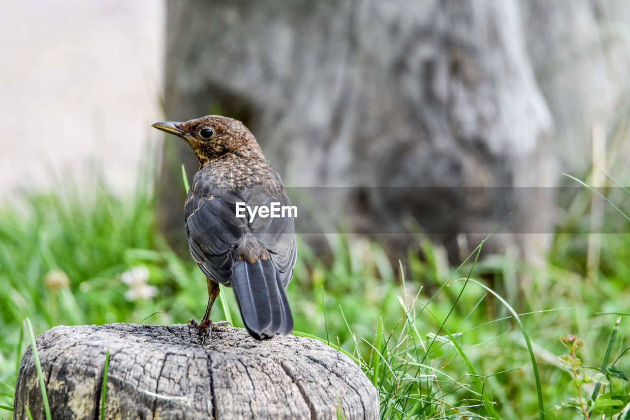 Close-up of bird perching on tree trunk