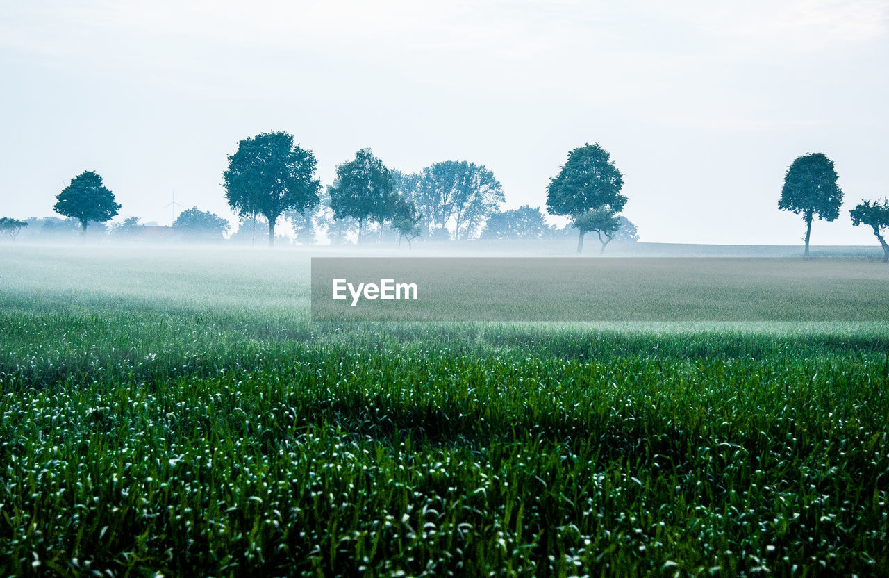 TREES GROWING IN FIELD AGAINST SKY