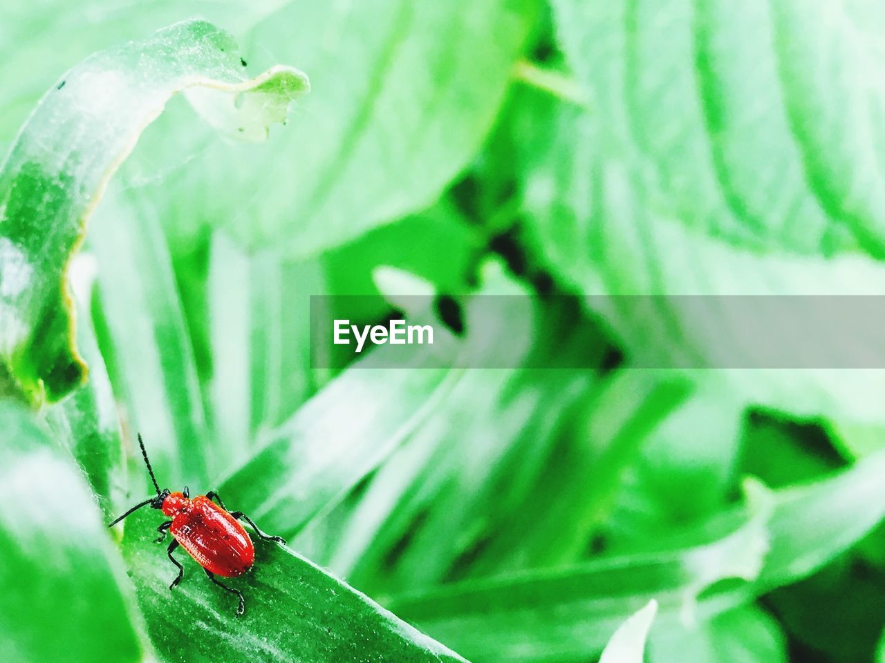 INSECT ON LEAF