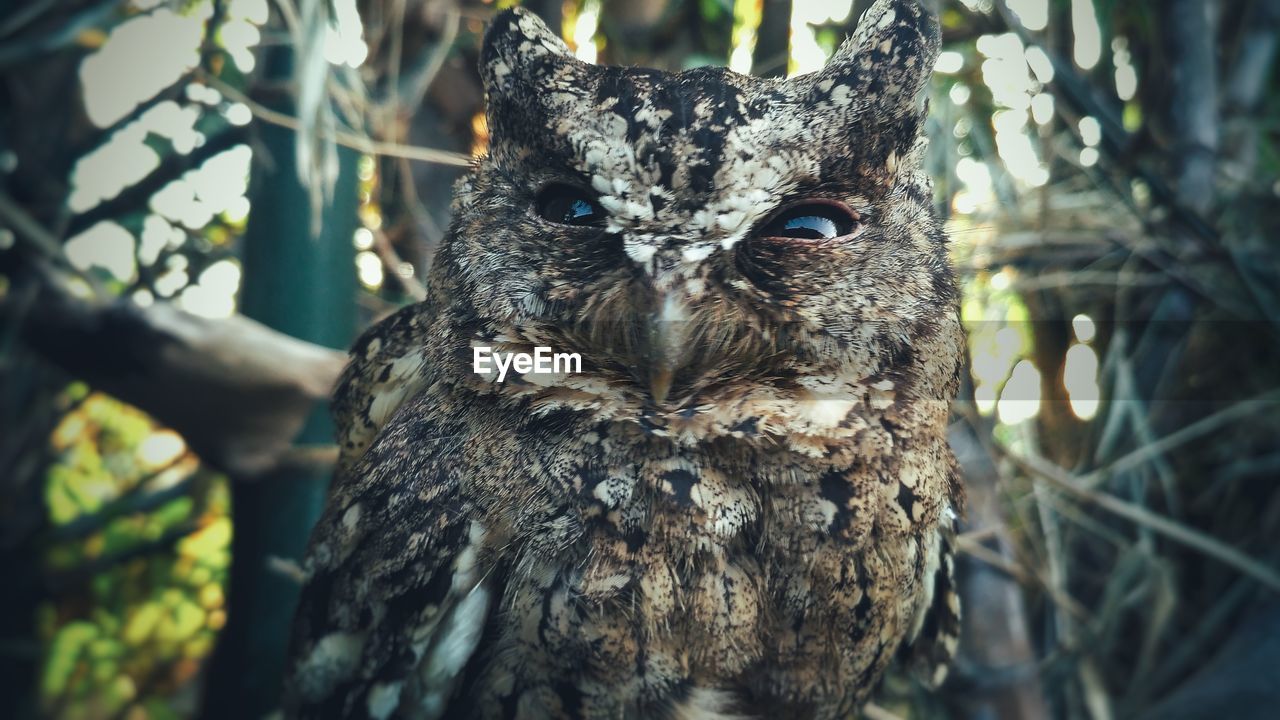 PORTRAIT OF OWL ON TREE TRUNK