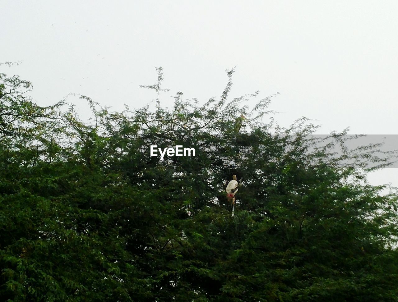 LOW ANGLE VIEW OF FLOWERING PLANTS AGAINST SKY