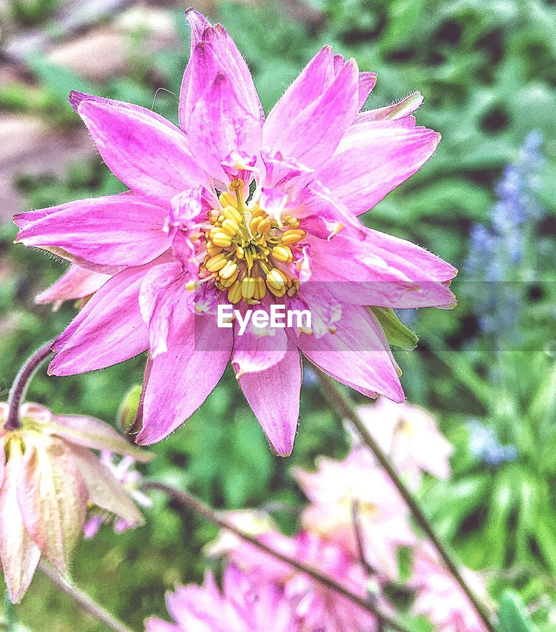 CLOSE-UP OF PINK FLOWERS BLOOMING