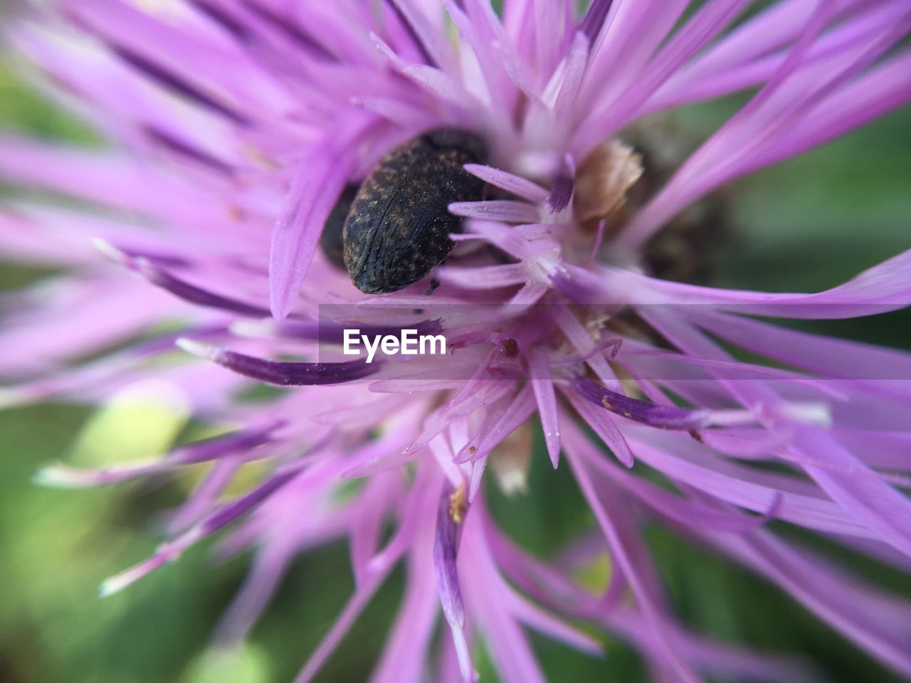 Close-up of purple flower