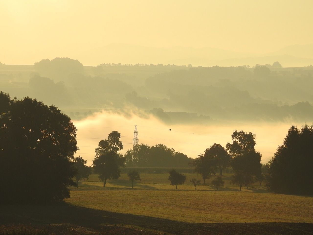 Trees on field against sky in foggy weather