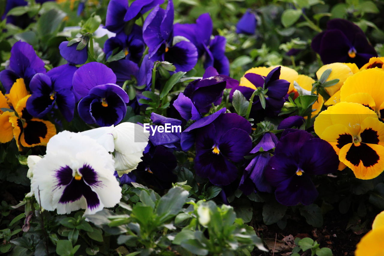 Close-up of fresh purple flowers blooming in garden