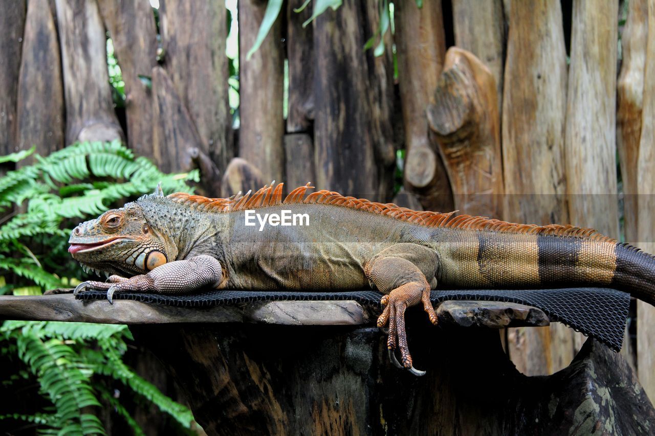 Close-up of iguana