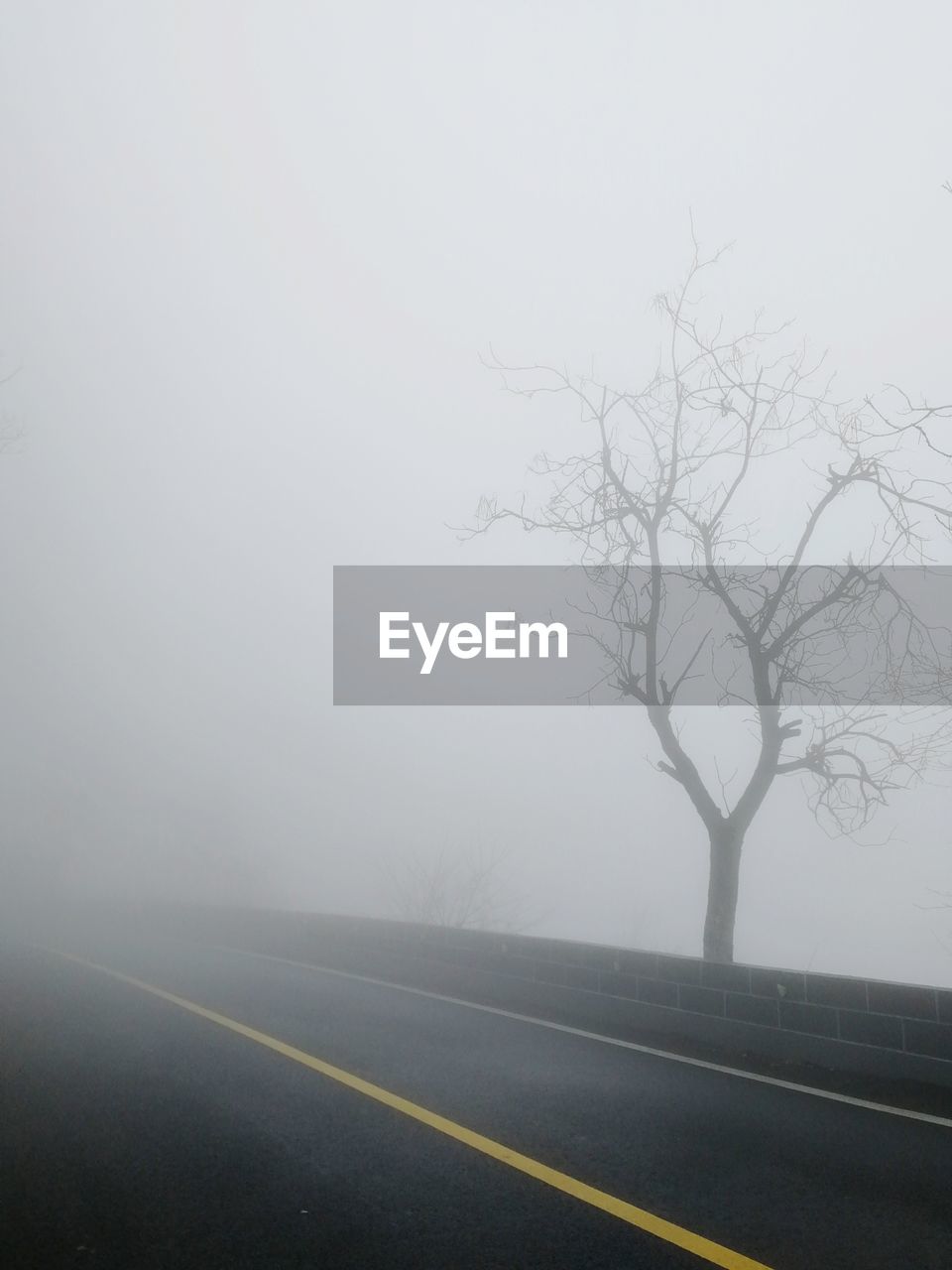 Bare tree by road in foggy weather