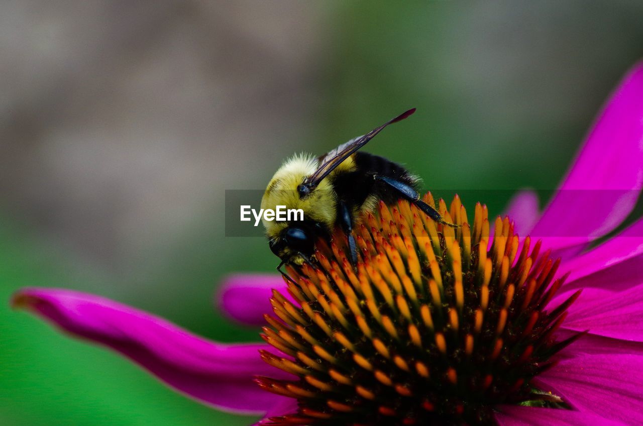 Close-up of insect pollinating on eastern purple coneflower