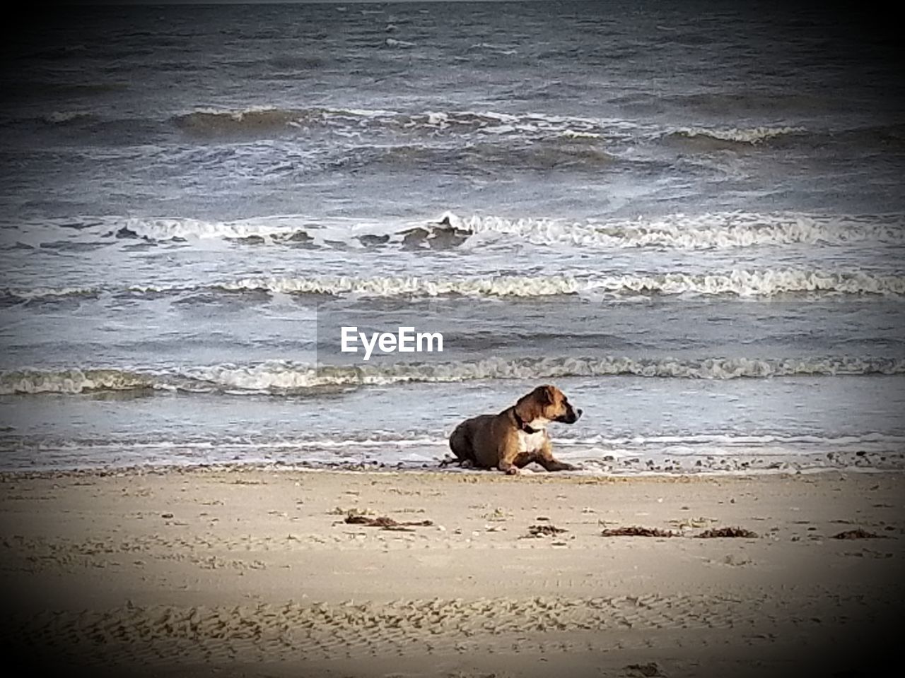 DOG LYING ON BEACH