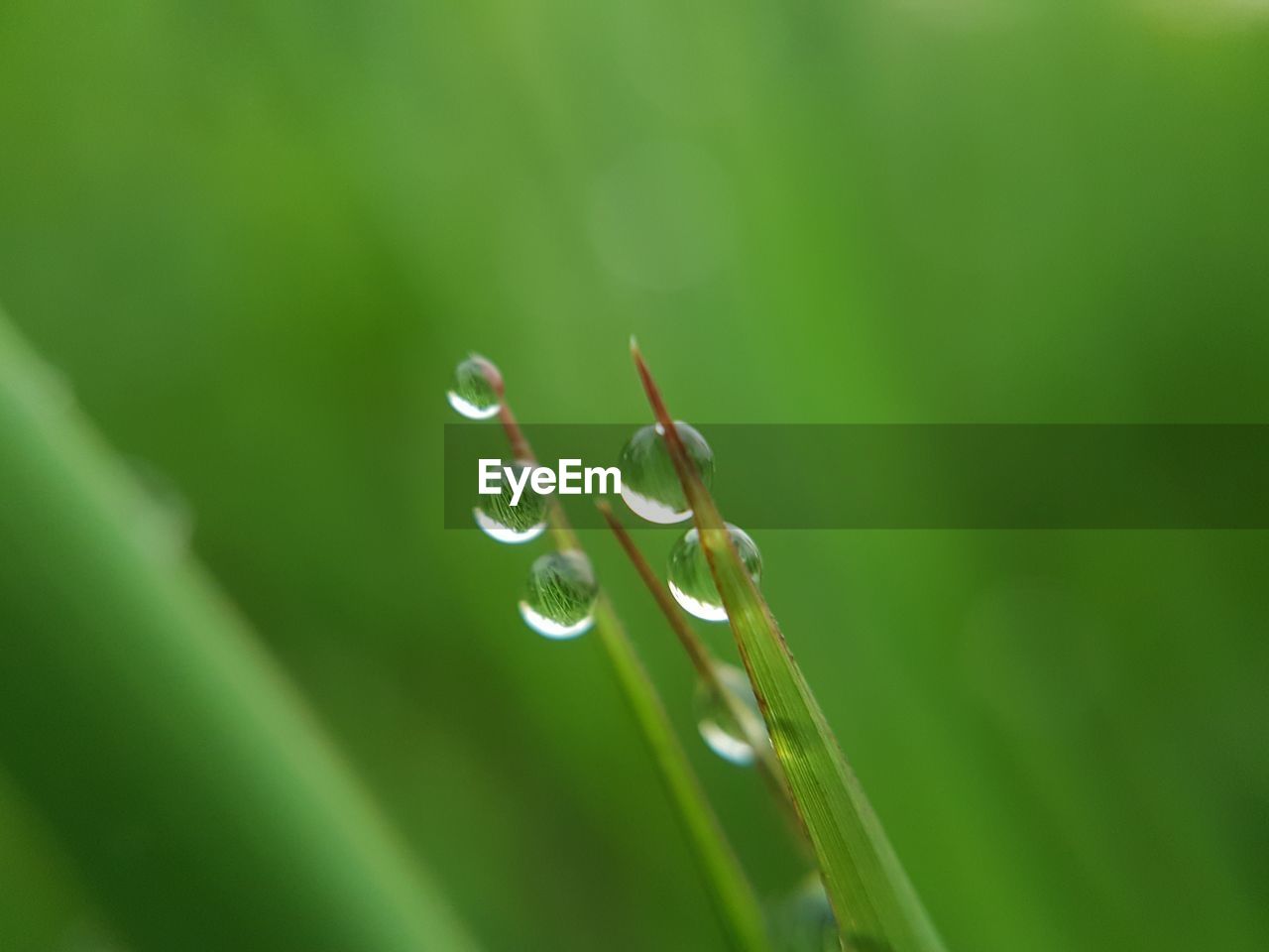 Close-up of water drops on leaf