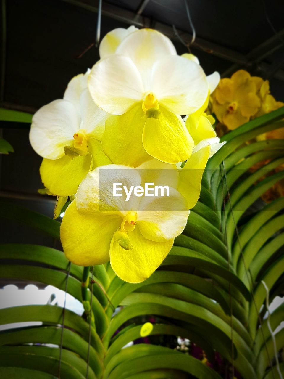 CLOSE-UP OF YELLOW FLOWER BLOOMING