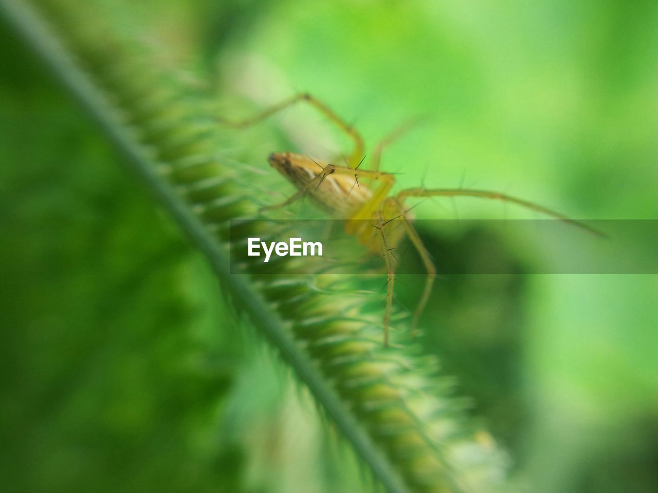 Close-up spider