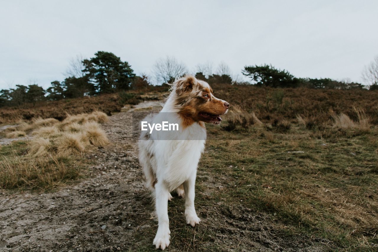 Dog on field against sky