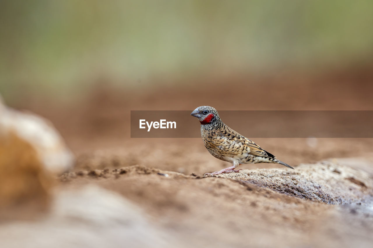 bird perching on rock