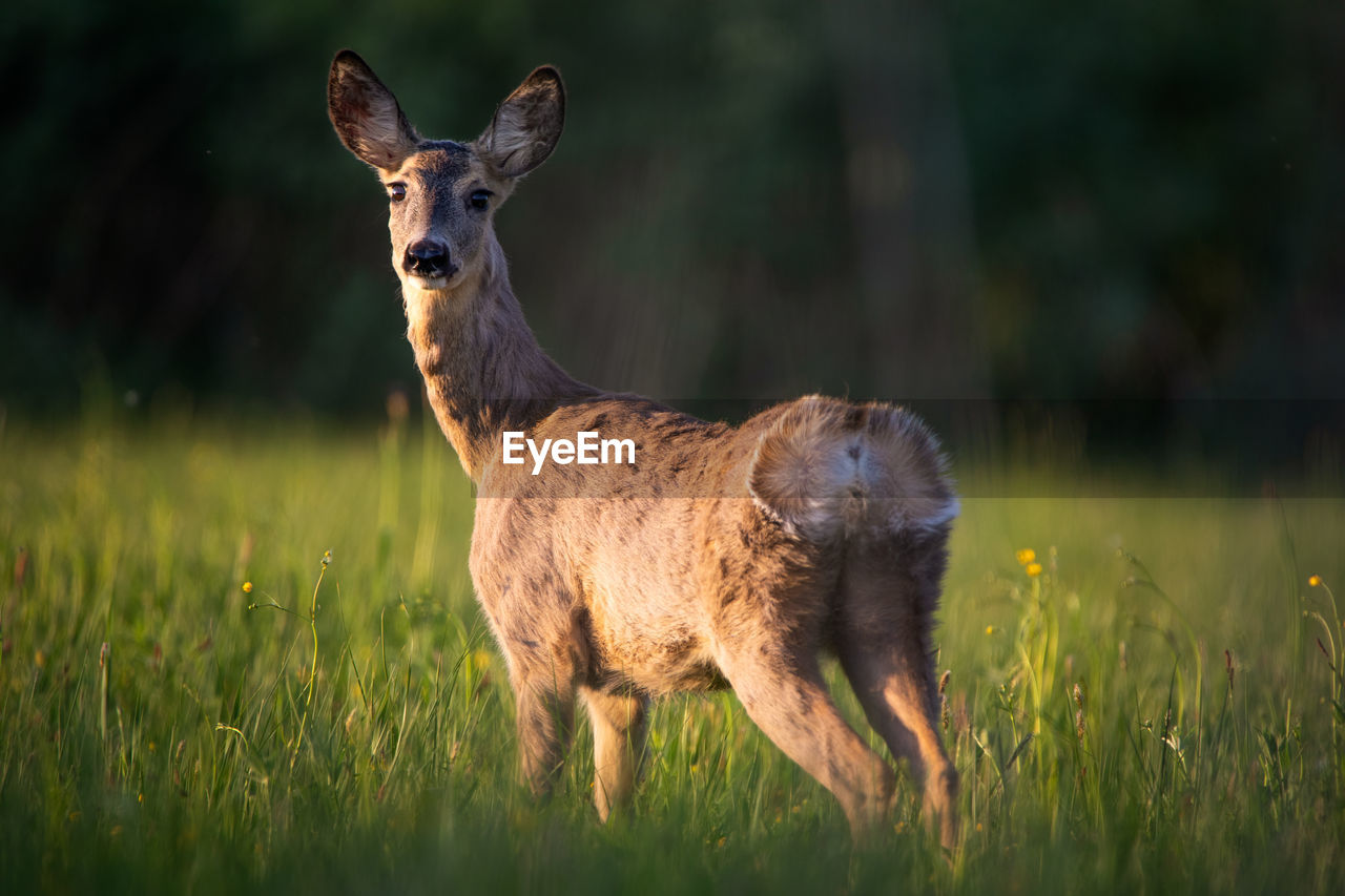 Roe deer standing on grassy field at sunset