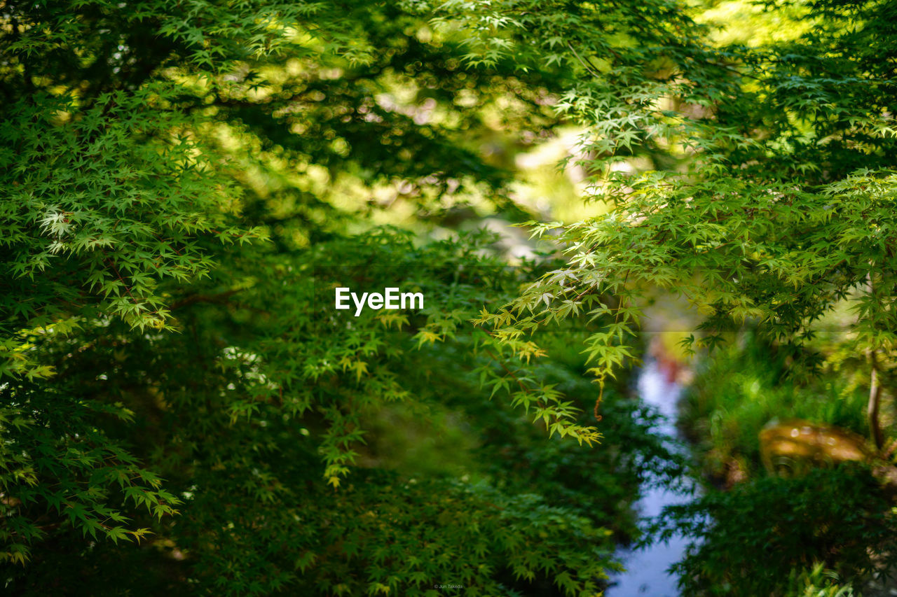 SCENIC VIEW OF TREES IN FOREST