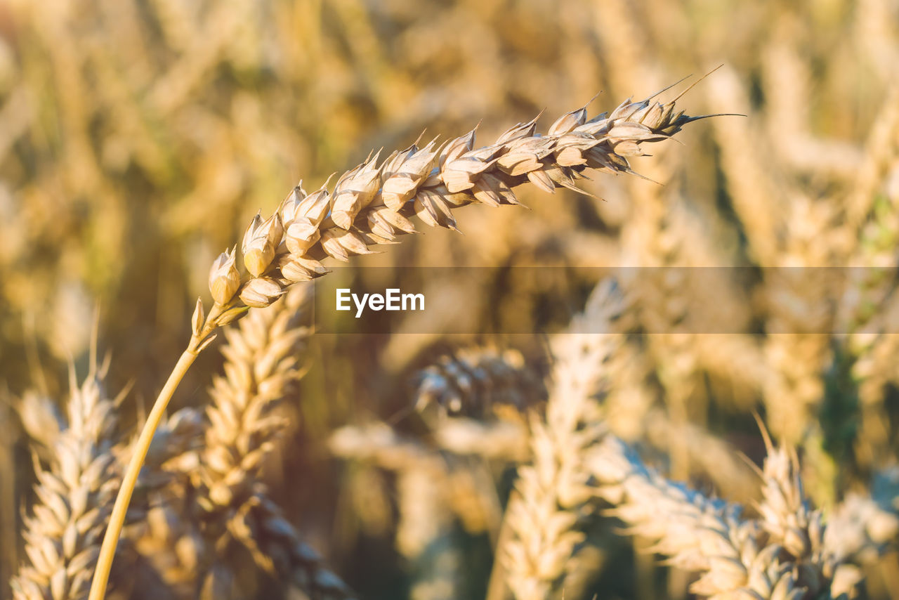 CLOSE-UP OF WHEAT GROWING ON PLANT